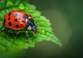 Six faits méconnus sur la coccinelle asiatique, l’insecte symbole de chance