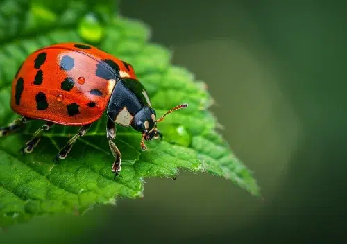 insecte symbole de chance