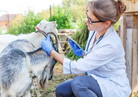 Ateliers spécialisés pour une carrière dans les soins animaliers au zoo